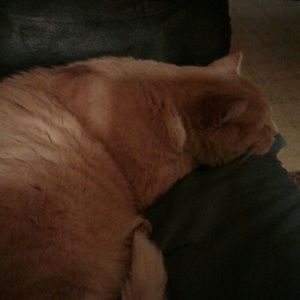 Meet your Posher, Jolene